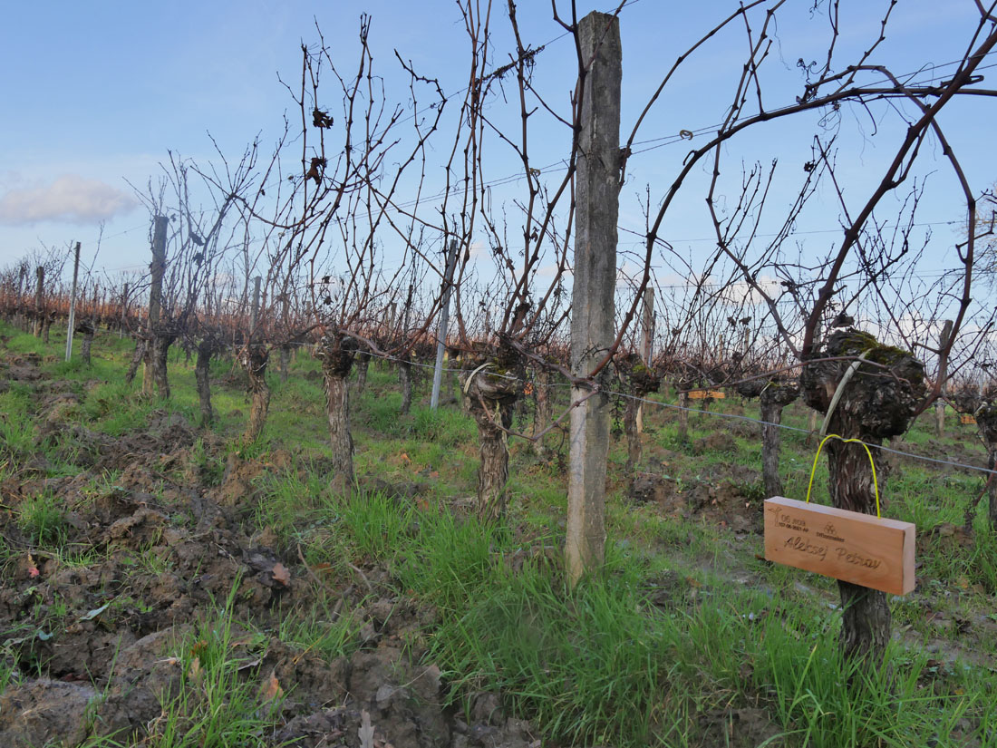 Виноградник на урожай